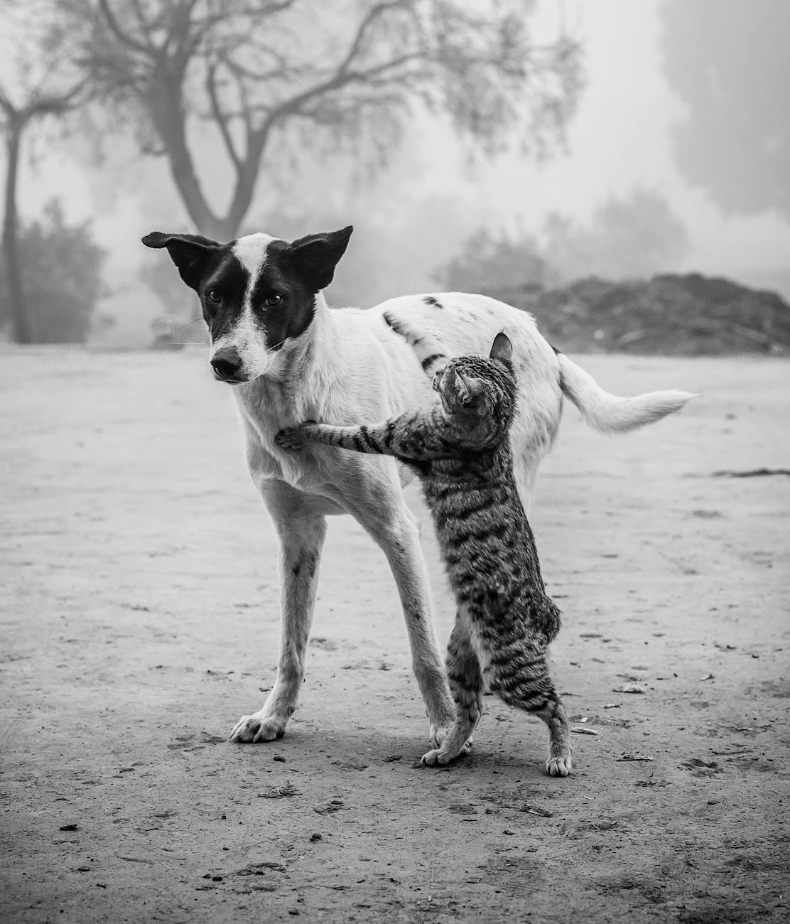 grayscale photo of dog and cat together