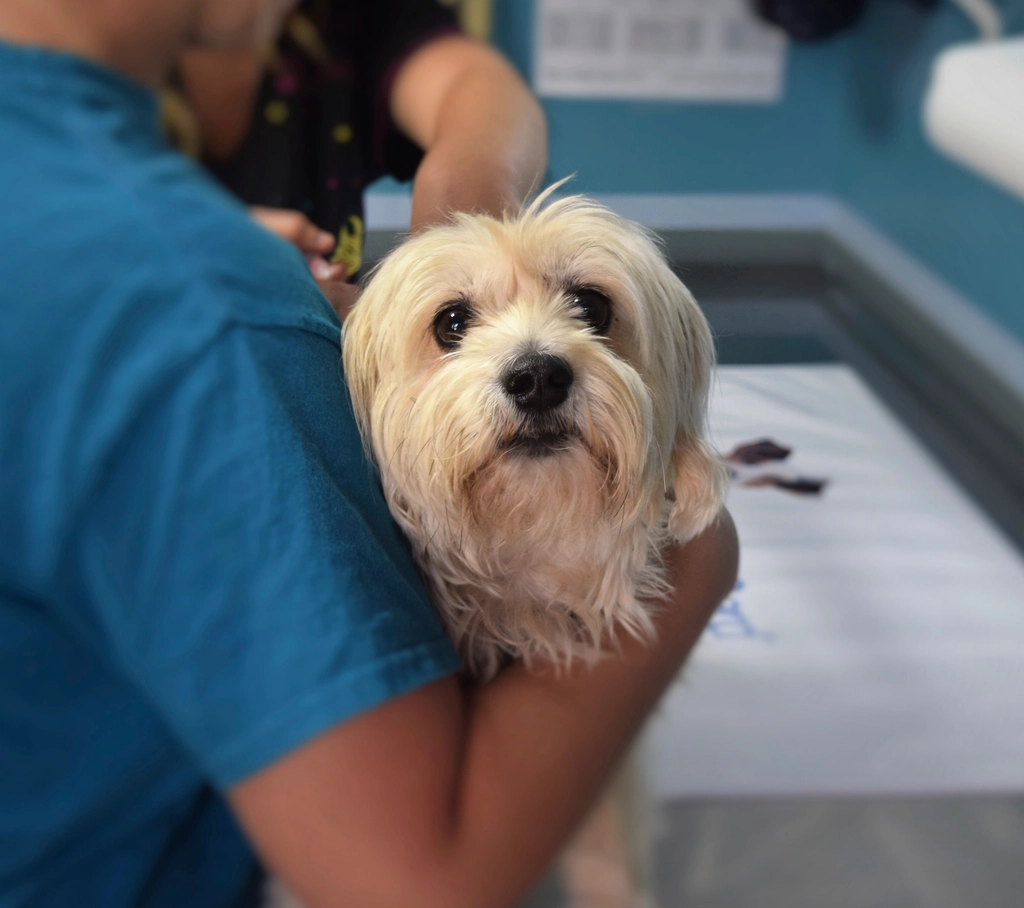 Free yorkshire terrier dog held