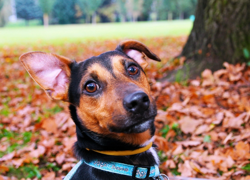 Free happy dog autumn image