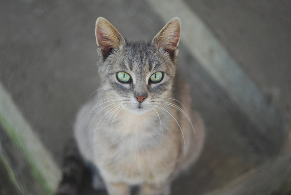 stray cat looking camera photograph