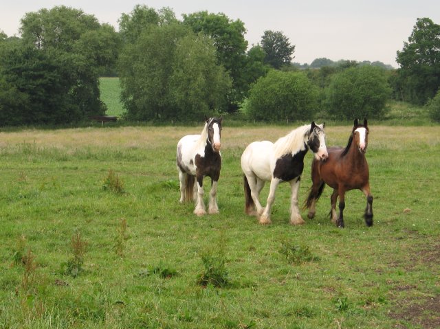 Horses in pasture at Broad's Green