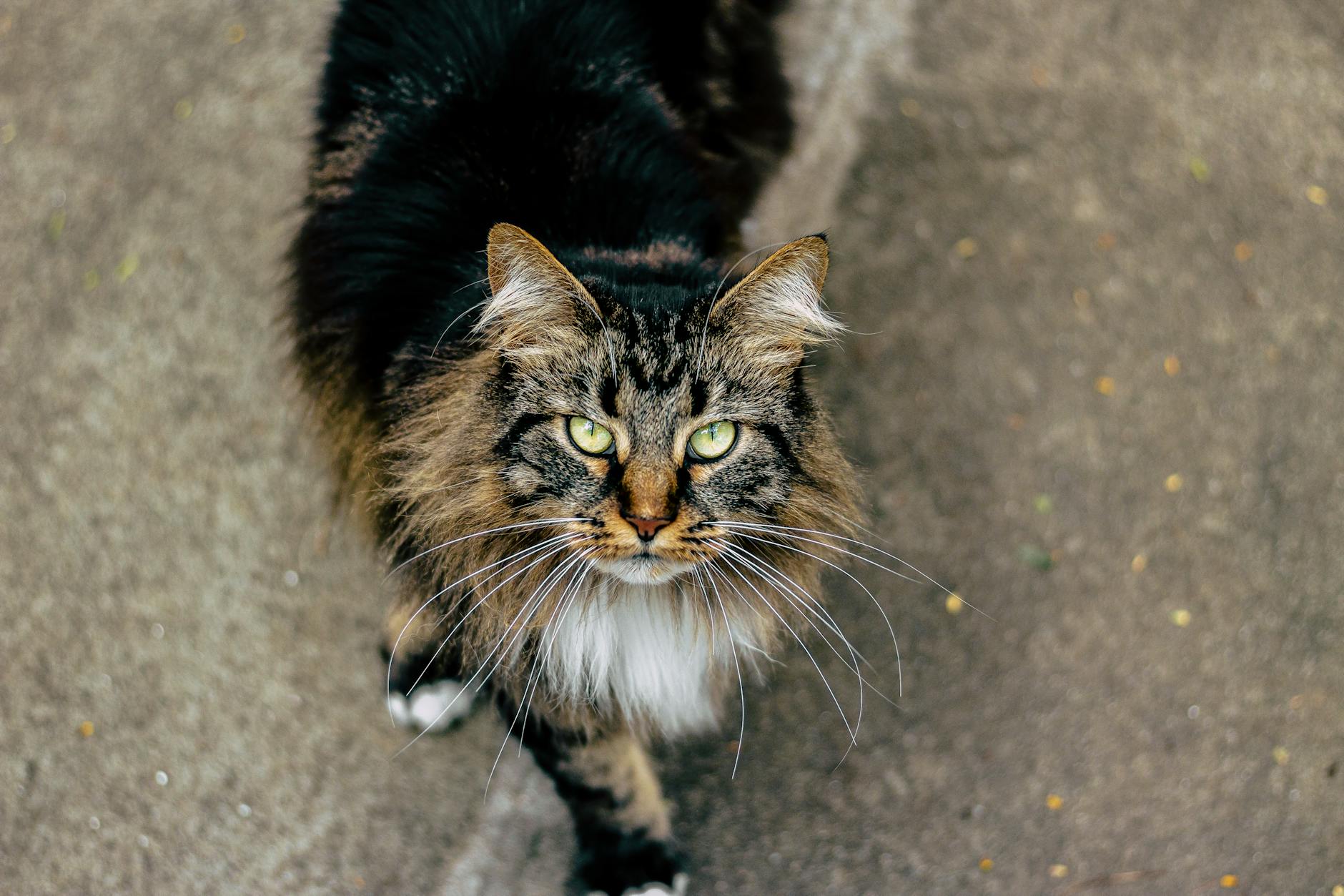 cat