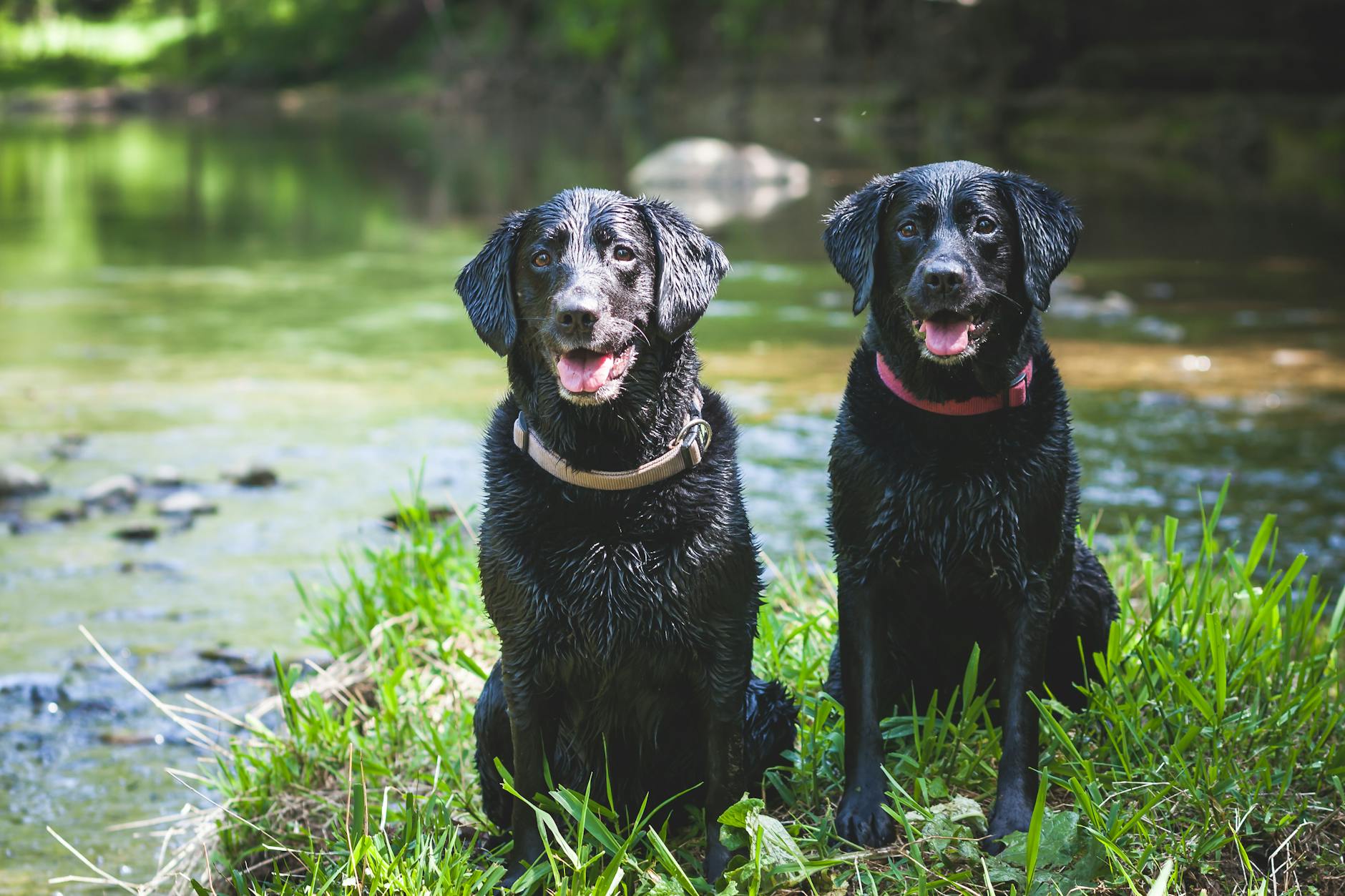 two black short coated dogs