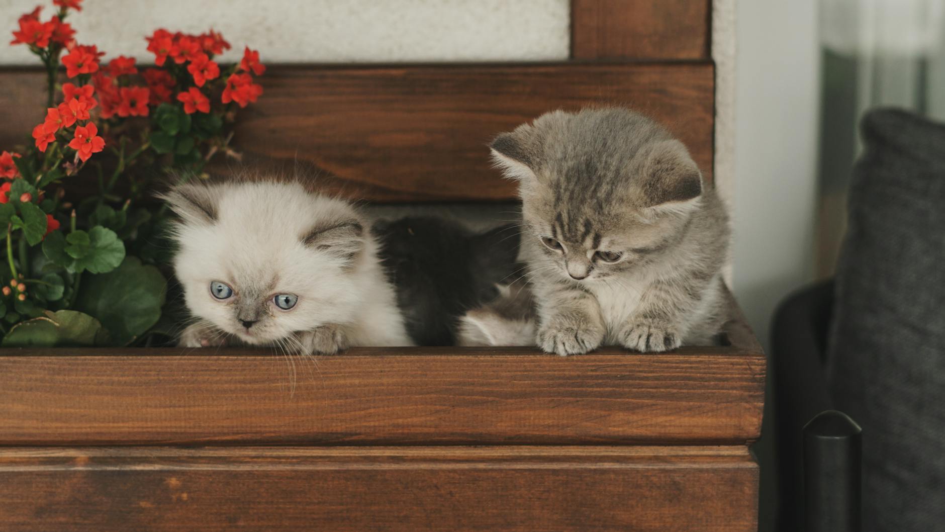 kittens laying on a wooden bench