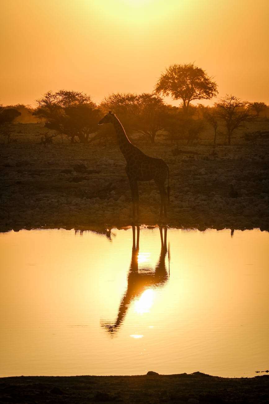 giraffe reflecting in pond