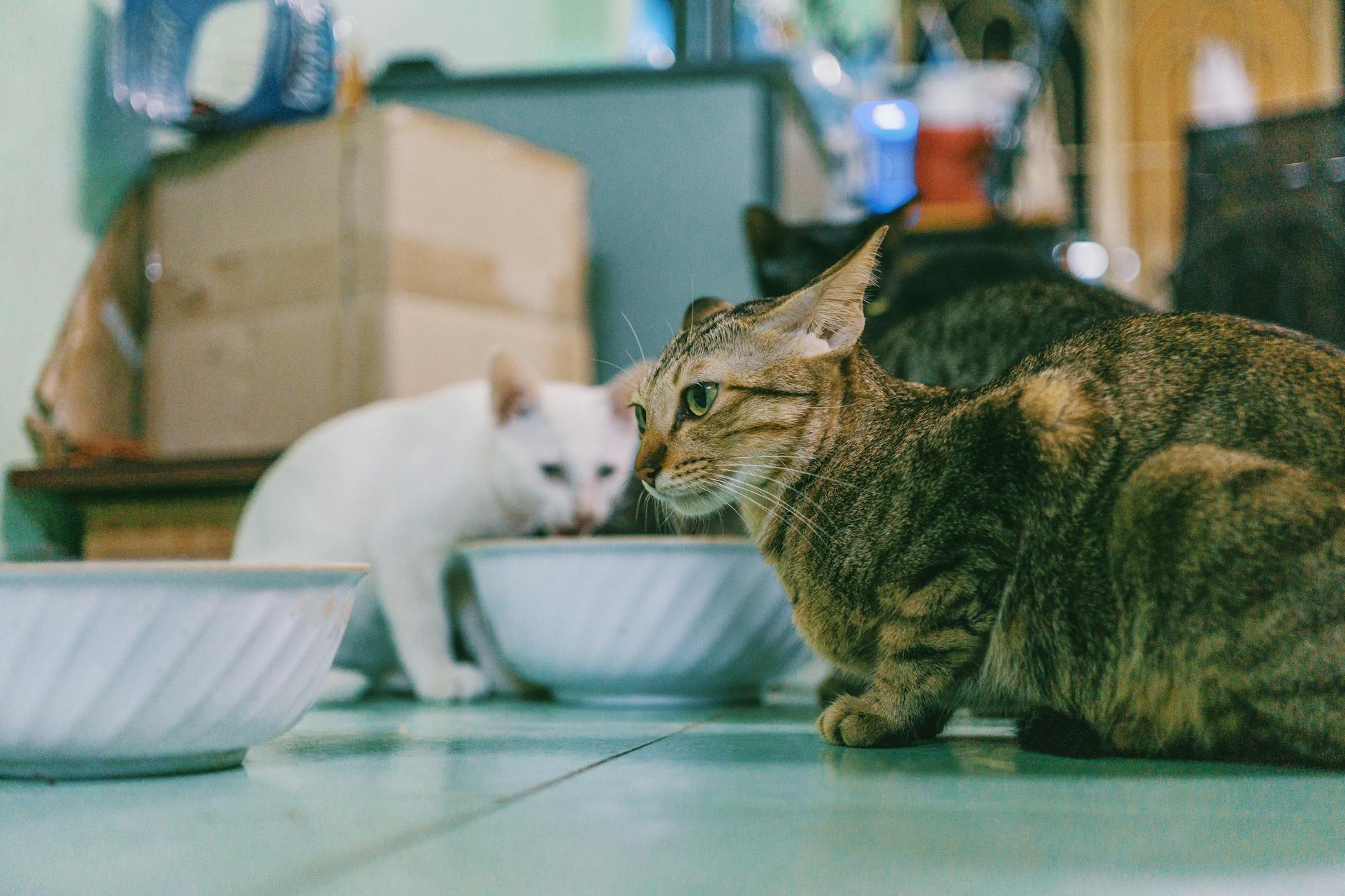 photography of two cats