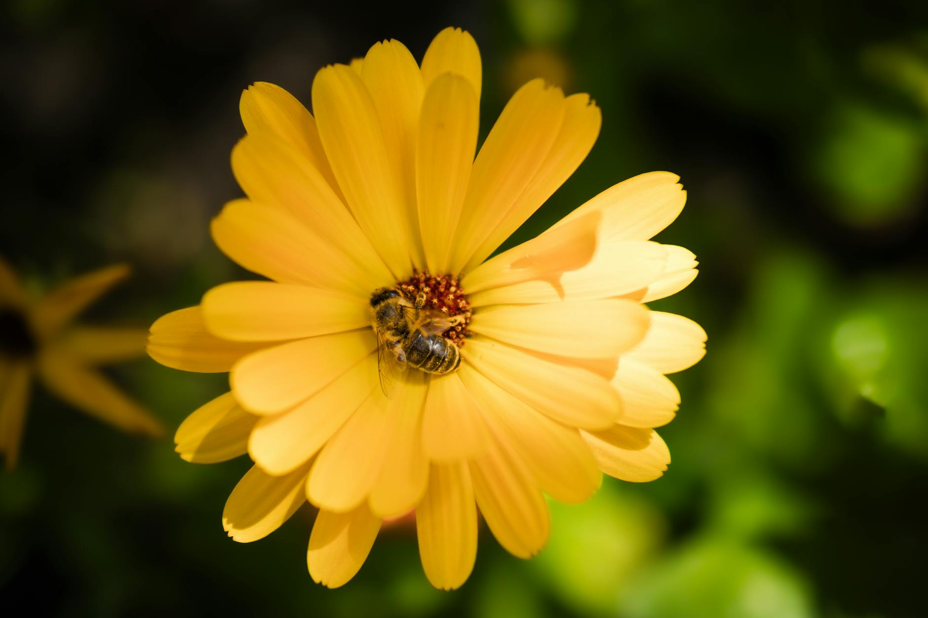 close up of a bee on a yellow marigold flower