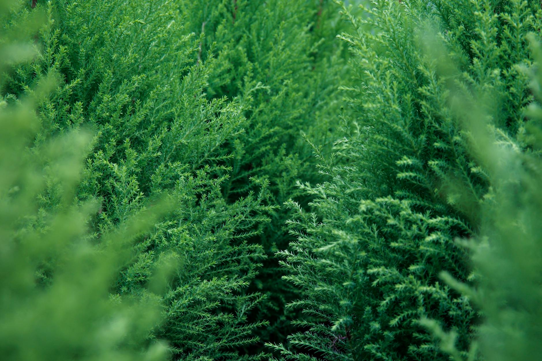 leland cypress plants