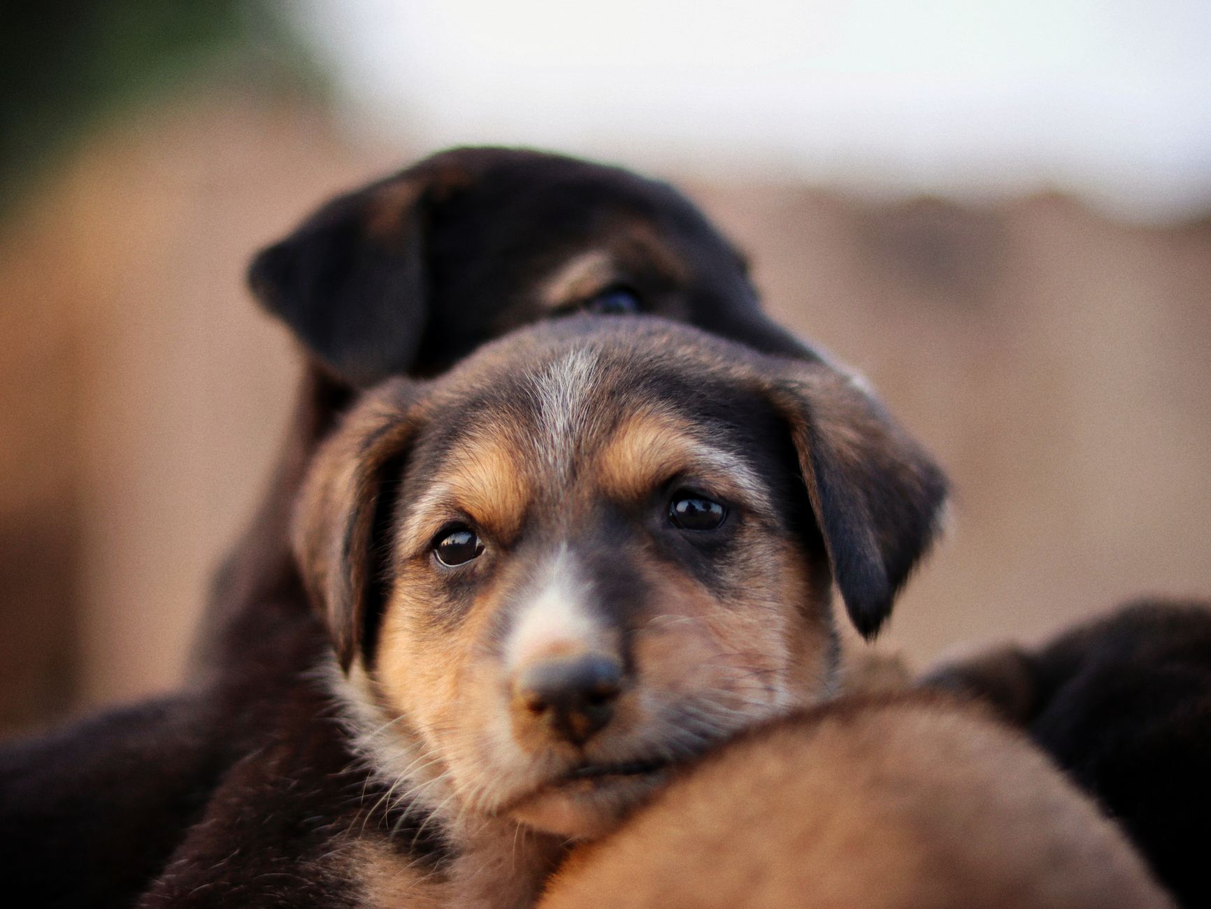 close up portrait of adorable puppies